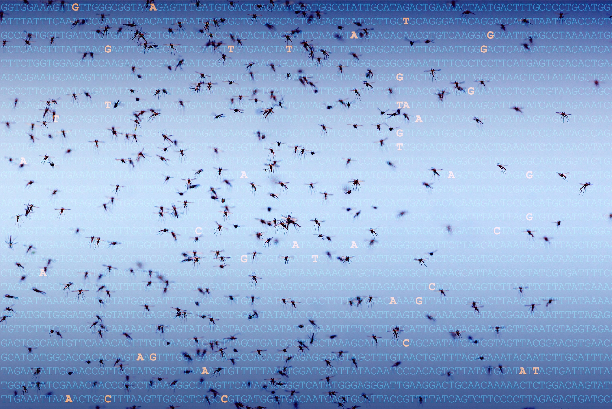 Photo of mosquitos overlapping with genomic data.